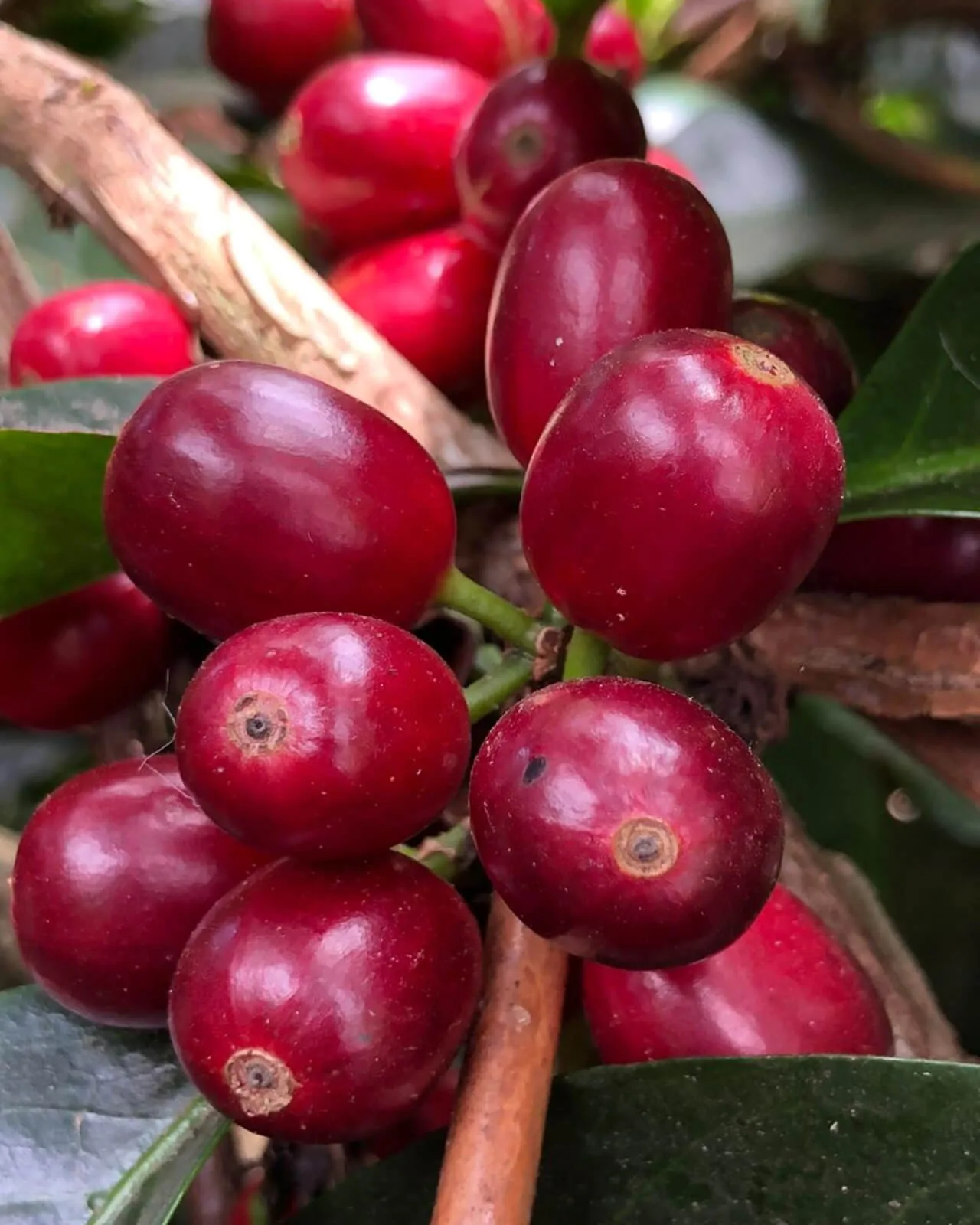 Panama Finca Sophia Gesha Natural Premium Coffee Beans