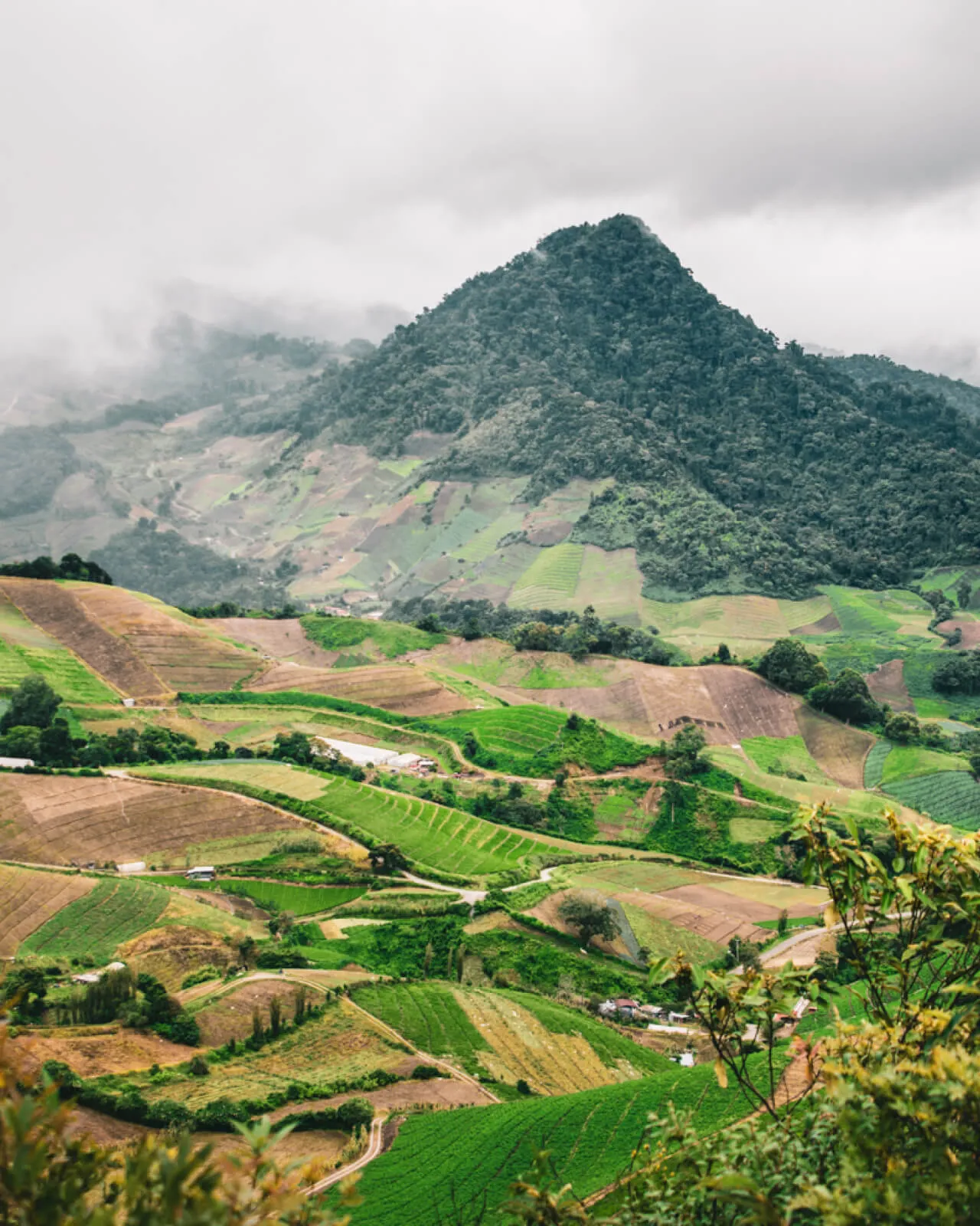 Panama Finca Sophia Gesha Natural Premium Coffee Beans