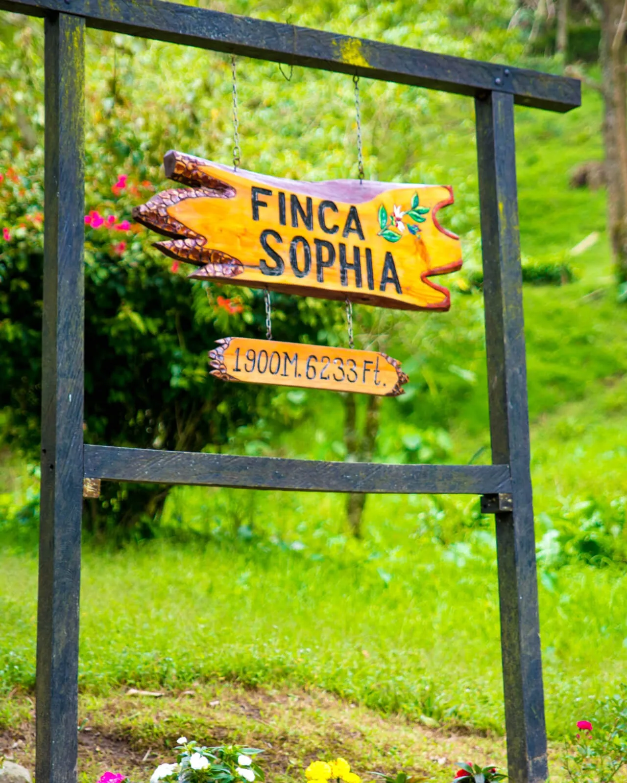 Panama Finca Sophia Gesha Natural Premium Coffee Beans